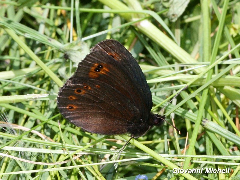 Erebia...? Erebia medusa - Nymphalidae